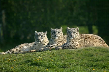 Snow Leopard or Ounce, uncia uncia, Female with Cub Laying on Grassの写真素材