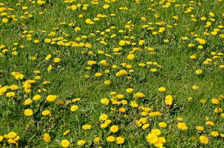 Dandelion Flower, taraxacum officinale, Normandyの写真素材