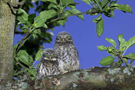 Little Owl, athene noctua, Young standing on Branch, Normandyの写真素材