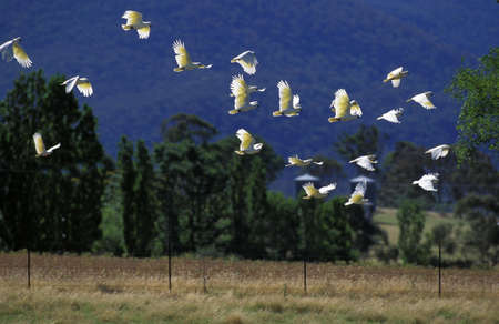 Lesser Sulphur-Crested Cockatoo, cacatua sulphurea, Group in Flight, Australiaの写真素材