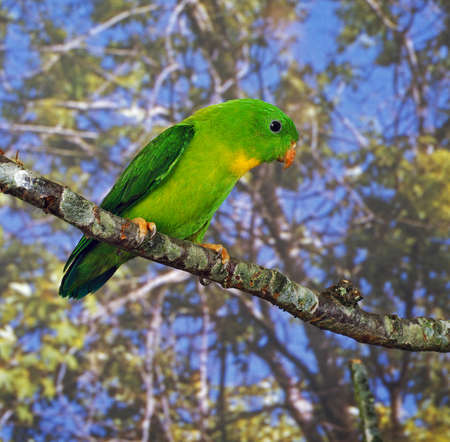 Yellow-Throated Hanging Parrot, loriculus pusillus, Adult standing on Branchの写真素材