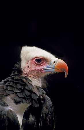 White Headed Vulture, trigonoceps occipitalis, Portrait of Adult, Kenya