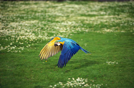 Blue-and-yellow Macaw, ara ararauna, Adult in Flightの写真素材