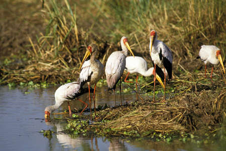 Yellow-Billed Stork, mycteria ibis, Group Fishing, Kenyaの写真素材