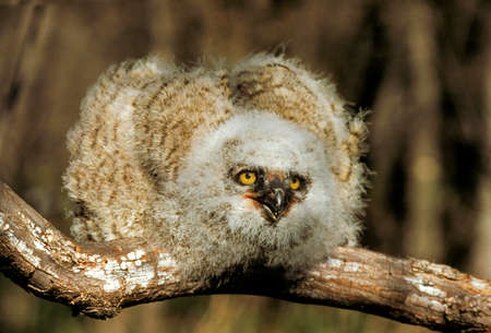Great Horned Owl, bubo virginianus, Young in Defensive Postureの写真素材