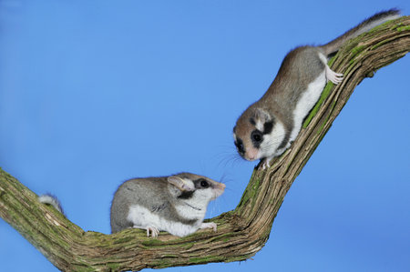 GARDEN DORMOUSE eliomys quercinus, PAIR STANDING ON BRANCH, NORMANDY IN FRANCE