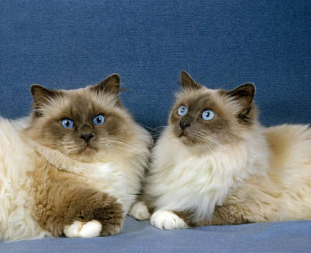 Birmanese Domestic Cat laying against Blue Background