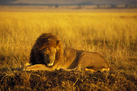 AFRICAN LION panthera leo, MALE SLEEPING, MASAI MARA PARK, KENYAの写真素材
