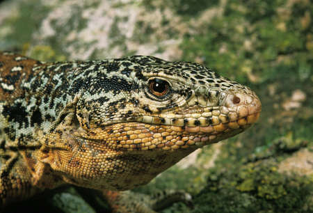 Chilean Teju, callopistes palluma, Portrait of Adultの写真素材