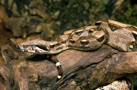 Boa Constrictor, boa constrictor