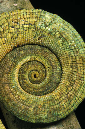 Parson's Chameleon, chamaeleo parsonii, Curled Tailの写真素材