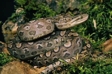 Argentine Rainbow Boa, epicrates cenchria alvarezi, Adult