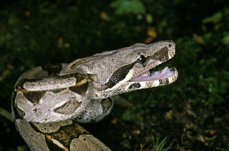 Boa Constrictor, boa constrictor, Adult with open Mouth