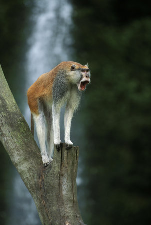 Patas Monkey, erythrocebus patas, Male standing on Branch, Callingの写真素材