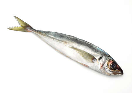 FRESH HORSE MACKEREL AGAINST WHITE BACKGROUNDの写真素材