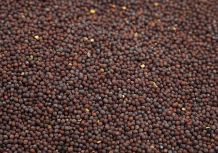 BLACK MUSTARD SEEDS sinapis nigraの写真素材