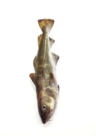 Fresh Cod, gadus morhua against White Backgroundの写真素材