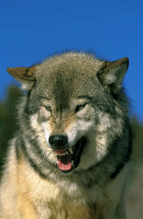 North American Grey Wolf, canis lupus occidentalis, Portrait of Adult Snarling, Canadaの写真素材