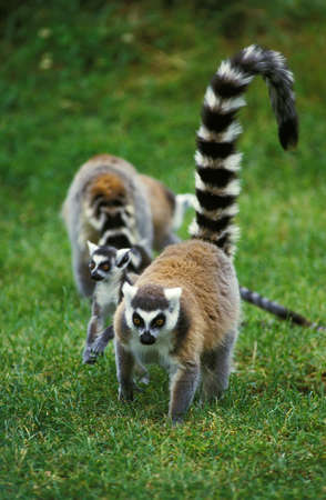 Ring Tailed Lemur, lemur cattaの写真素材