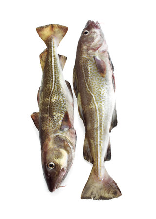 FRESH COD gadus morhua AGAINST WHITE BACKGROUND