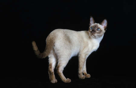 TONKINESE DOMESTIC CAT, ADULT AGAINST BLACK BACKGROUND