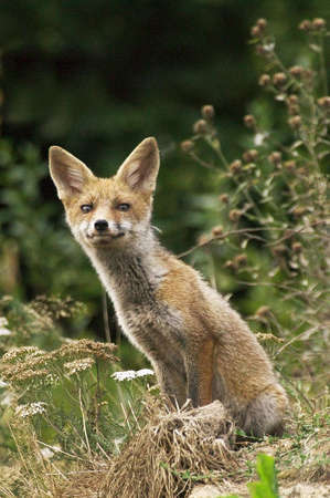 RED FOX vulpes vulpes, ADULT , NORMANDY IN FRANCE