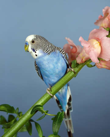 BUDGERIGAR melopsittacus undulatus, ADULT ON SNAPDRAGON FLOWER