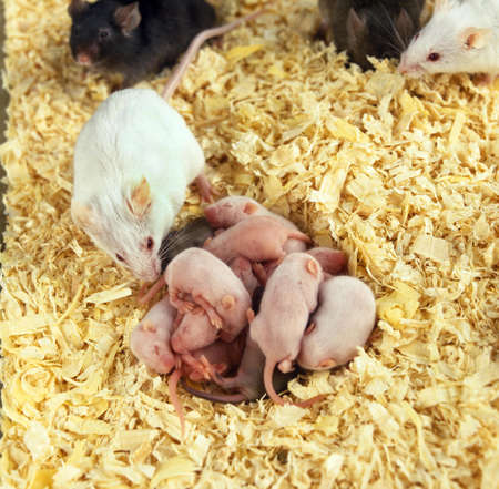 WHITE MOUSE mus musculus, MOTHER WITH YOUNGSの写真素材
