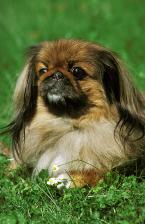 Pekinese Dog laying on Grassの写真素材