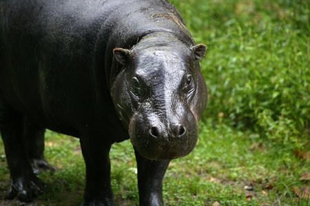 Pygmy Hippopotamus, choeropsis liberiensis, Adult standing on Grassの写真素材