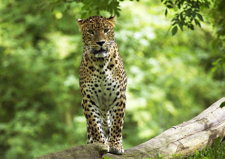 Sri Lankan Leopard, panthera pardus kotiya, Adultの写真素材