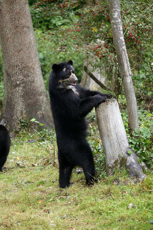 SPECTACLED BEAR tremarctos ornatus, ADULT STANDING ON HIND LEGS