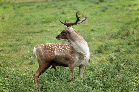 Persian Fallow Deer, dama mesopotamica, Male standing on Grassの写真素材