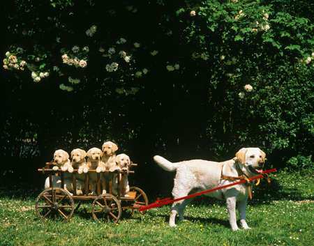 Yellow Labrador Retriever, Puppies standing in Cart pulled my Motherの写真素材