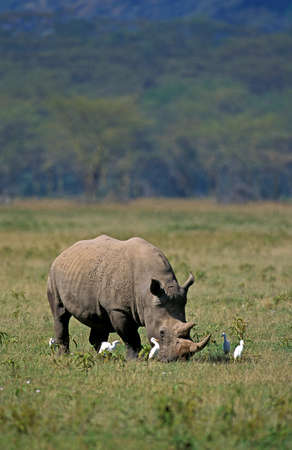 WHITE RHINOCEROS ceratotherium simum, ADULT WITH CATTLE EGRETS, NAKURU PARK, KENYAの写真素材