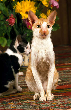 Cornish Rex Domestic Cat sitting near Flowers