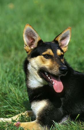 Dog laying on Grass