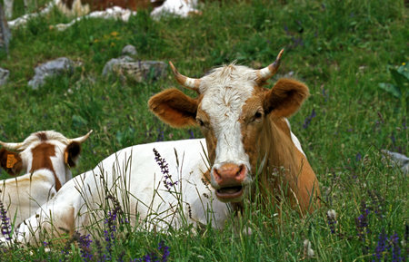 COW LAYING ON GRASS, FRENCH ALPSの写真素材