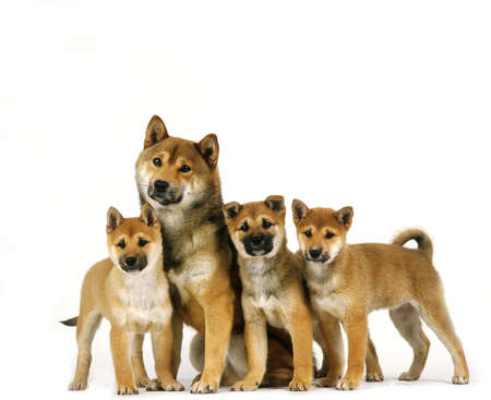 Shiba Inu Dog, Mother and Puppies against White Backgroundの写真素材