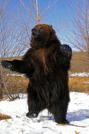 Kodiak Bear, ursus arctos middendorffi, Adult standing on Hind Legs, Alaskaの写真素材
