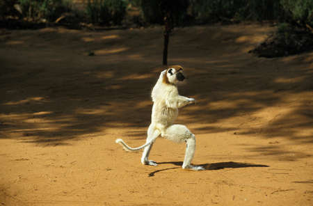 VERREAUX'S SIFAKA propithecus verreauxi, BERENTY RESERVE, MADAGASCARの写真素材