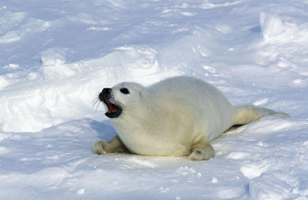 HARP SEAL pagophilus groenlandicus, PUP CALLING FOR MOTHER ON ICE FIELD, MAGDALENA ISLAND IN CANADAの写真素材