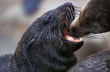 South African Fur Seal, arctocephalus pusillus, Female with Pup Playing, Cape Cross in Namibiaの写真素材