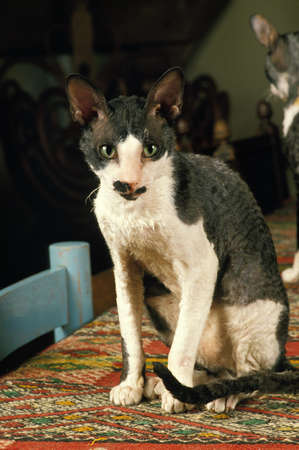 Cornish Rex Domestic Cat sittingの写真素材