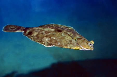 Turbot, scophthalmus maximus, Adult swimmingの写真素材