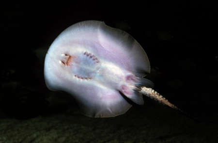 MOROTO RAY potamotrygon motoro, UNDERSIDE VIEW