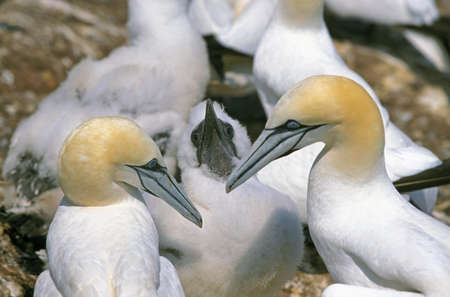 NORTHERN GANNET sula bassan, COLONY ON BONAVENTURE ISLAND, PAIR WITH CHICK, QUEBECの写真素材