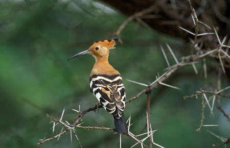 Hoopoe, upupa epops, Adult standing on Acacia Branch, Kenyaの写真素材