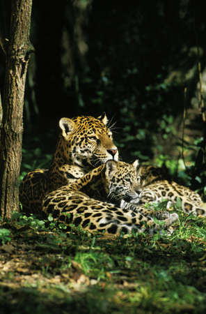 JAGUAR panthera onca, MOTHER WITH CUB