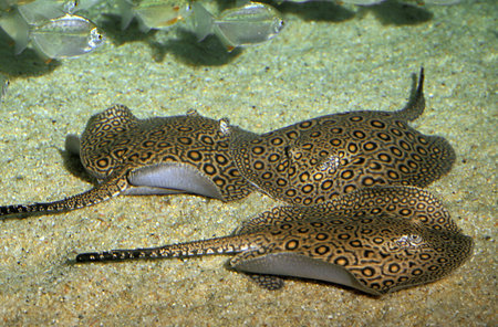 Moroto Ray, potamotrygon motoro